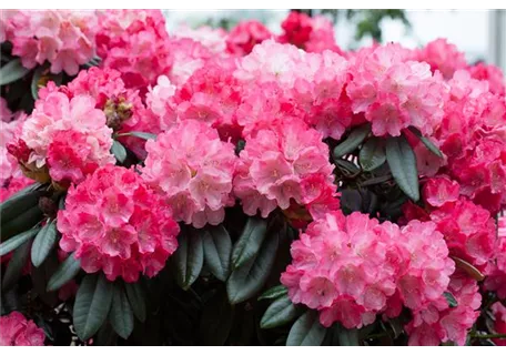 Rhododendron yak.'Fantastica' I - Yaku-Rhododendron 'Fantastica'
