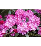 Yaku-Rhododendron 'Fantastica' - Rhododendron yak.'Fantastica' I