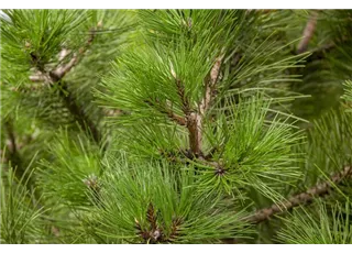 Pinus nigra ssp.nigra - Baum