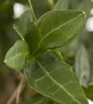 Gemeiner Efeu - Hedera helix - Kletterpflanzen