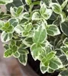 Weißbunte Kriechspindel 'Emerald Gaiety' - Euonymus fortunei 'Emerald Gaiety'