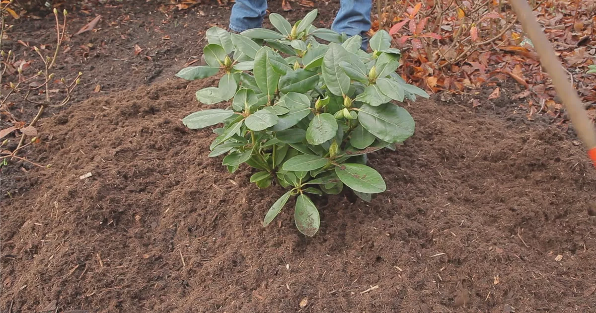 Rhododendron - Düngen und Mulchen - Semper Verde Pflanzenzentrum Ullmer GbR