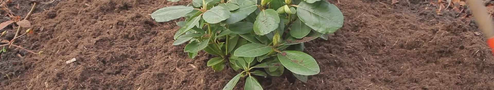 Rhododendron - Düngen und Mulchen - Semper Verde Pflanzenzentrum Ullmer GbR