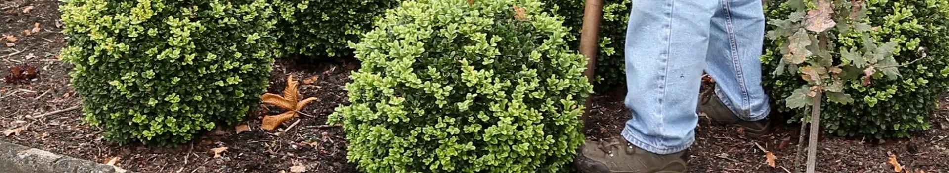 Buchsbaum Umpflanzen Semper Verde Pflanzenzentrum Ullmer GbR