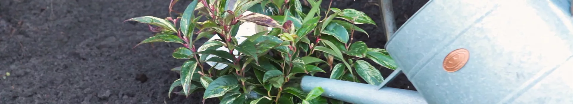 Traubenmyrte - Einpflanzen im Garten
