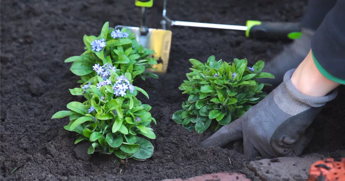 Vergissmeinnicht Einpflanzen im Garten Semper Verde Pflanzenzentrum