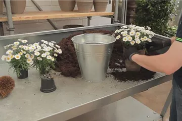 Margeriten - Einpflanzen in ein Gefäß