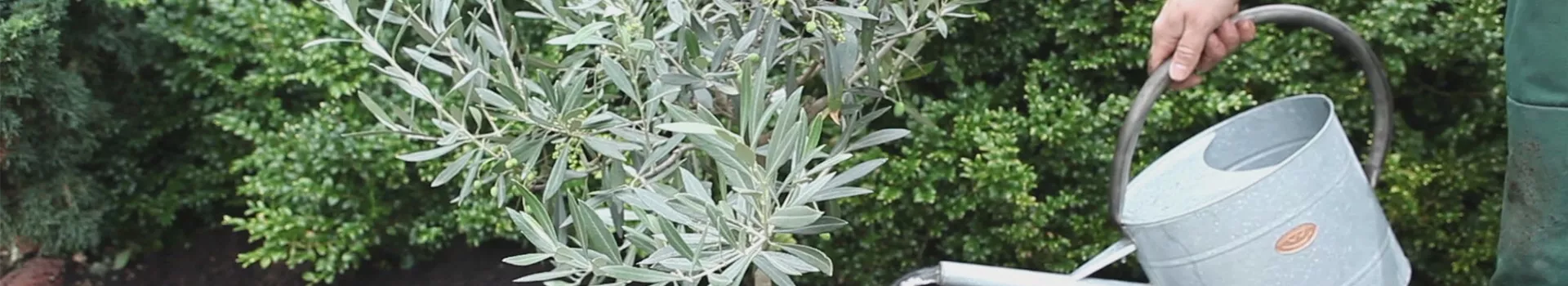 Olivenbaum - Einpflanzen im Garten