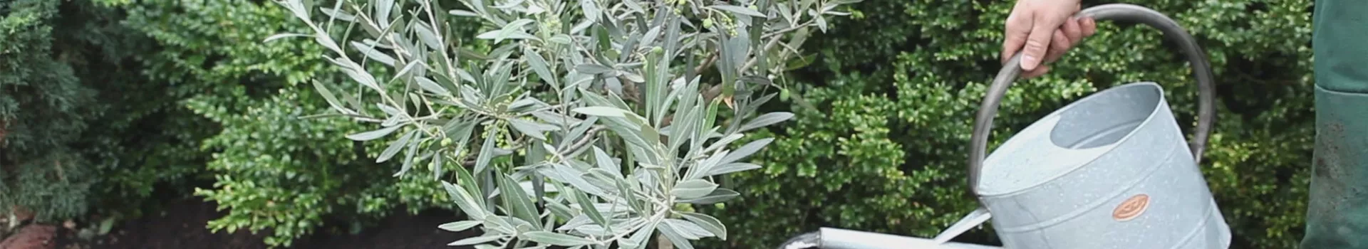 Olivenbaum Einpflanzen im Garten Semper Verde Pflanzenzentrum