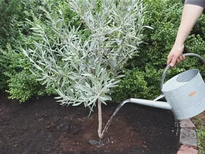 Olivenbaum - Einpflanzen im Garten