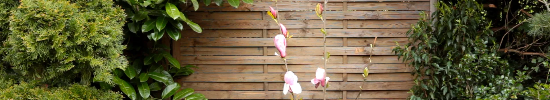 Magnolie - Einpflanzen im Garten