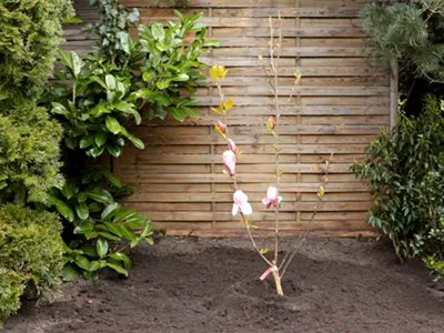 Magnolie - Einpflanzen im Garten