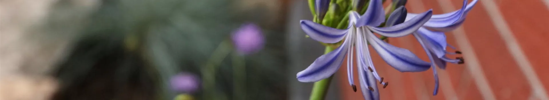 Afrikanische Schmucklilie - Einpflanzen im Garten