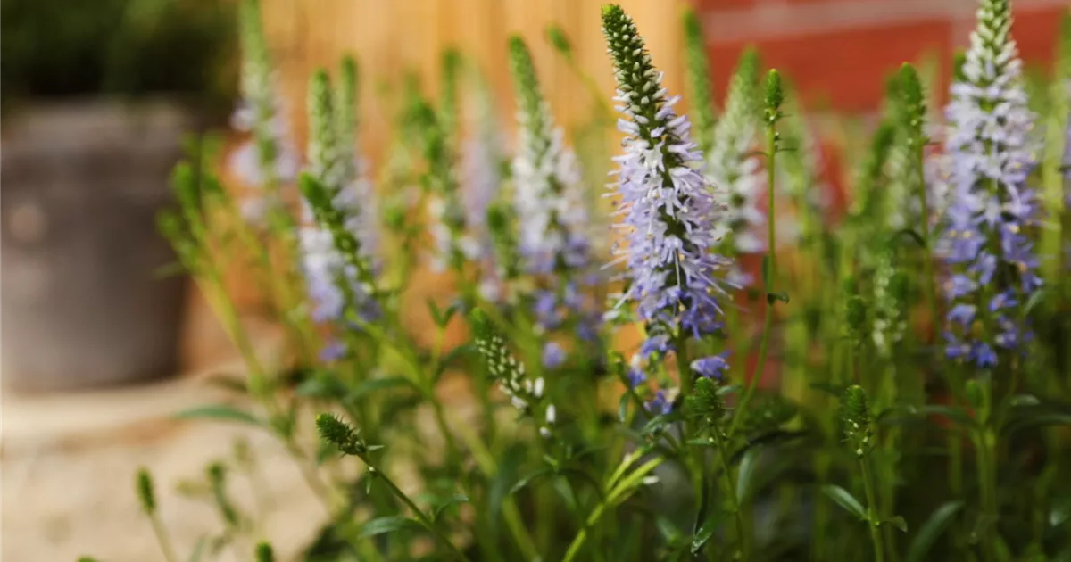Ähriger Ehrenpreis Einpflanzen im Garten Semper Verde