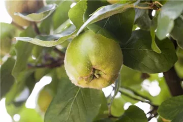 Obst- und Beerensträucher