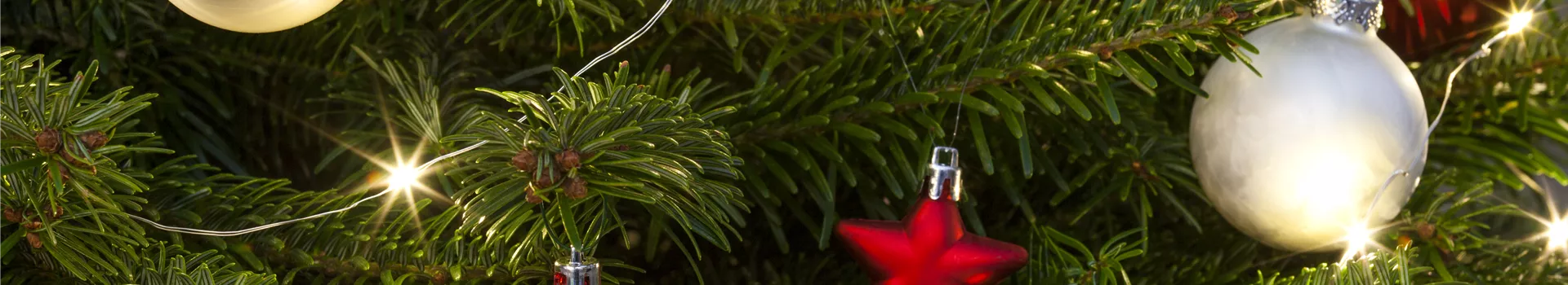 Weihnachtsbaum-Pflege / Lebens-Verlängerung in der Adventszeit