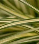 Gelbgrüne Garten-Segge - Carex oshimensis 'Evergold'
