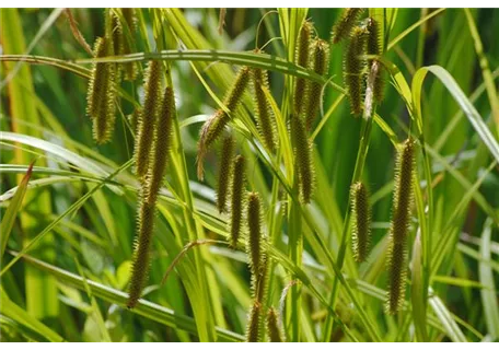 Carex pendula - Hänge-Segge