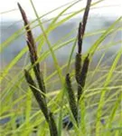 Schlanke Segge - Carex acuta