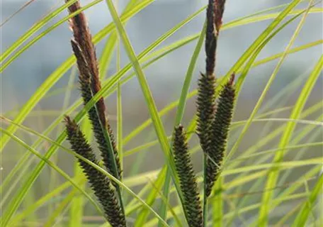Carex acuta - Schlanke Segge
