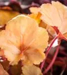 Garten-Silberglöckchen - Heuchera micrantha 'Peach Flambé' -R-