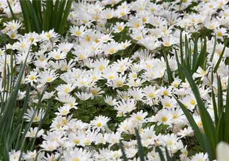 Anemone blanda 'White Splendour' - Garten-Strahlen-Windröschen