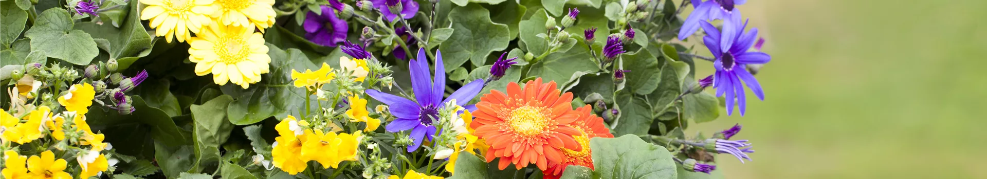 Dünger für Sommerblumen – der Extra-Kick für das Wachstum