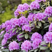 Rhododendron richtig pflanzen