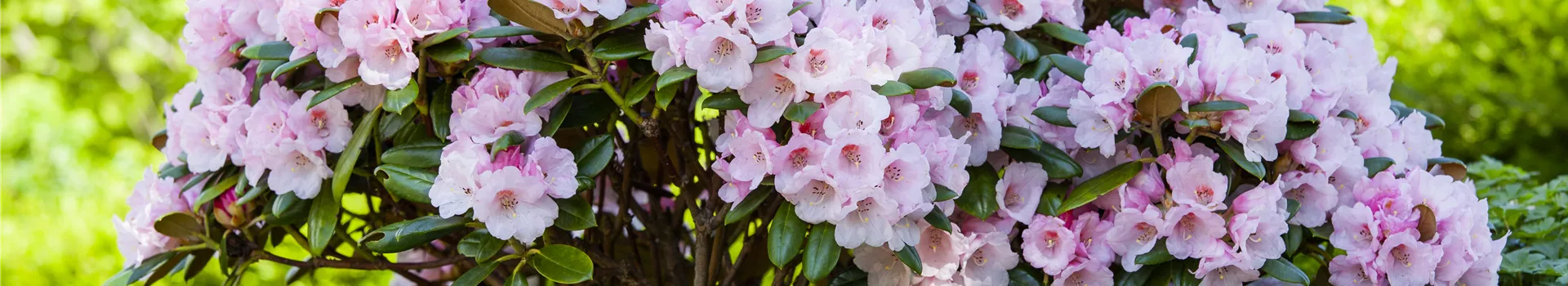 Der Rhododendron – der Strauch mit den prächtigen Blüten