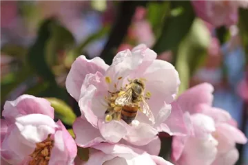 Bienenfreundliche Gehölze: Insektenschutz und Blütenpracht