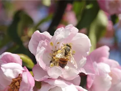 Bienenfreundliche Gehölze: Insektenschutz und Blütenpracht