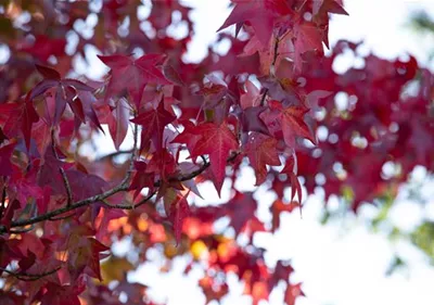 Der Herbst und seine bunte Farbenpracht der Laubgehölze
