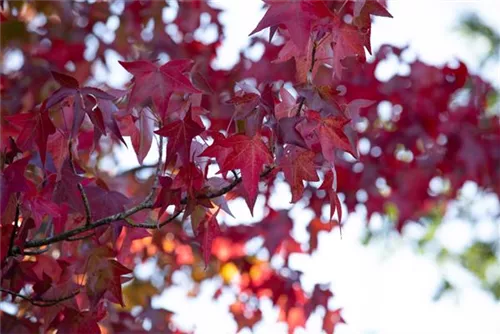 Amerikanischer Amberbaum - Liquidambar styraciflua - Ziergehölze