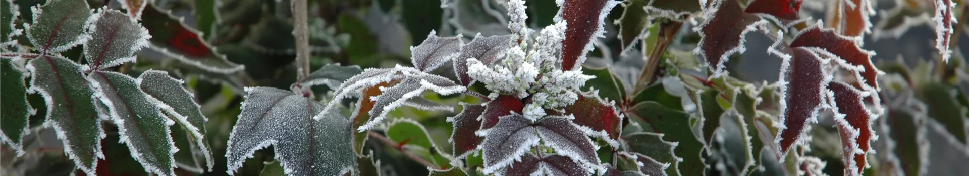 Gießen im Winter – So trocknen die Pflanzen nicht aus
