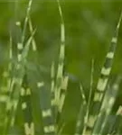Überhängender Garten-Zebraschilf - Miscanthus sinensis 'Zebrinus'