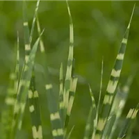 Dynamische Kontraste durch im Wind wogende Gräser im Garten 