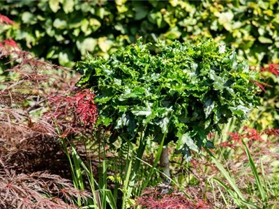 Laub- und Nadelgehölze verleihen dem Garten Struktur