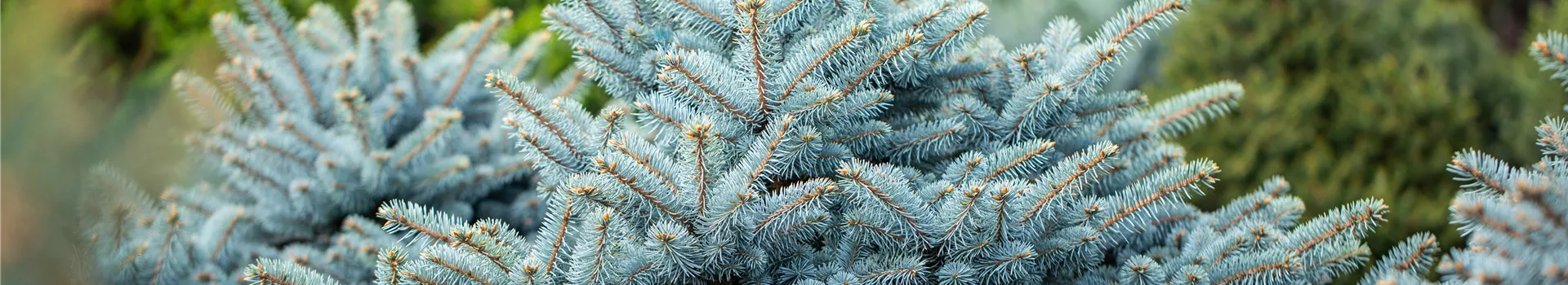 Alternative Weihnachtsbäume – es muss nicht immer nadeln 