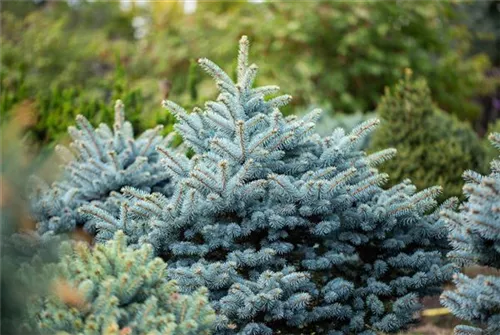 Blaue Stechfichte - Picea pungens 'Glauca'