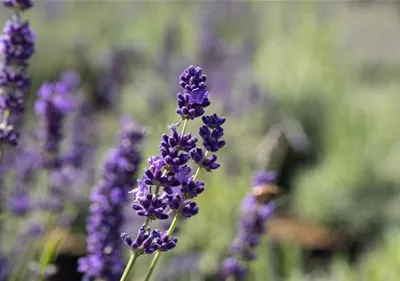 Lavendel im Garten pflanzen – für ein duftendes Blütenmeer