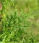 Lebensbaum 'Brabant' - Thuja occidentalis 'Brabant' - Heckenpflanzen