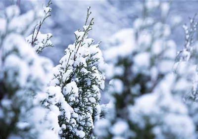 Rechtzeitig an den Winterschutz für Kübelpflanzen denken