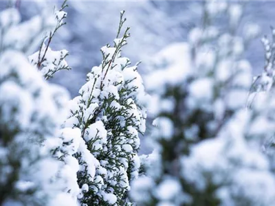 Rechtzeitig an den Winterschutz für Kübelpflanzen denken