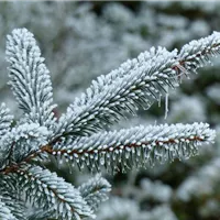 Winterschutz für Kübelpflanzen, die draußen überwintern dürfen