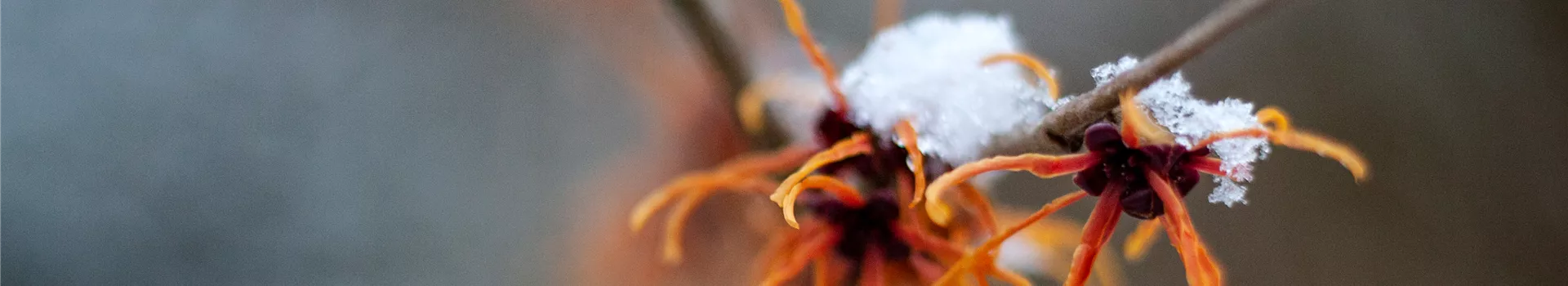 Schutz vor Schnee Pflanzen im Winter schützen Semper Verde