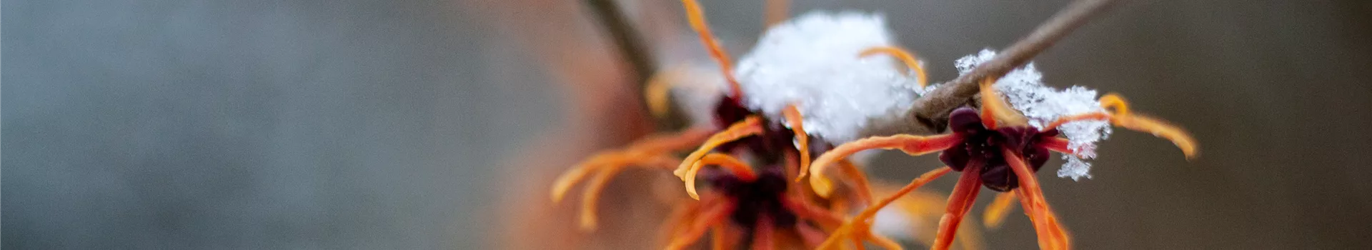Schutz vor Schnee – Pflanzen im Winter schützen