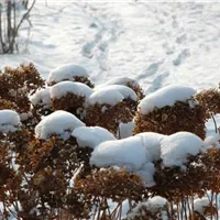Schutz vor Schnee im Garten