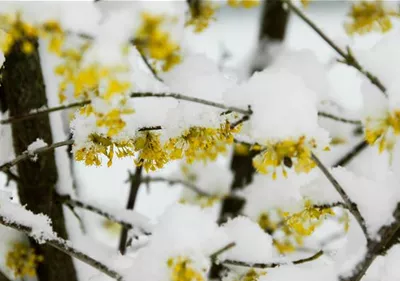 Winterblühende Gehölze – Die trotzen auch Schnee und Eis!