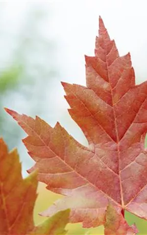 Acer rubrum 'Autumn Blaze' -R-