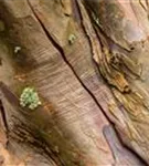 Bergahorn - Acer pseudoplatanus